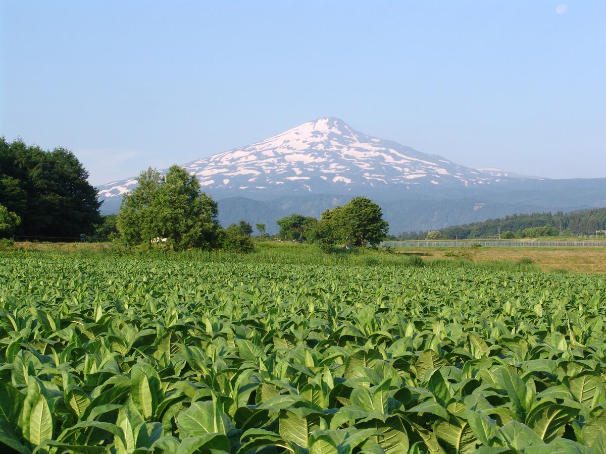 Chokai Sarukuraonsen Hotel Foresta Chokai 유리혼조 외부 사진